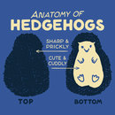 Anatomy Of Hedgehogs