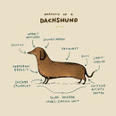 Anatomy of a Dachshund T-Shirt